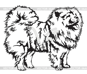 Decorative Chow Chow - vector clip art