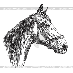 Horse head in profil with bridle hand drawing - vector clipart