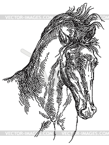 Horse head hand drawing - vector clip art