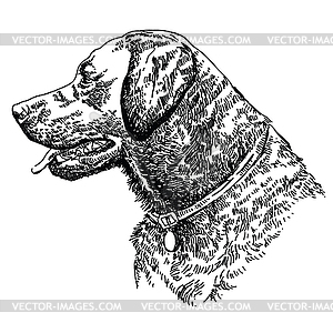 Labrador retriever head - vector image