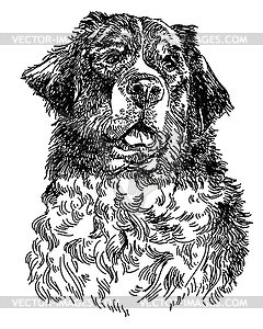 Berne Cattle Dog hand drawing - vector clipart / vector image