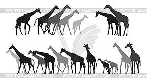 Group of black and grey silhouettes of giraffes - vector image