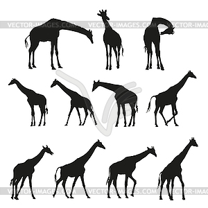 Set of black silhouettes of giraffes - vector image