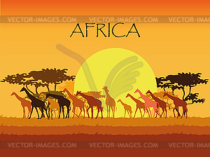 Giraffes silhouettes in Savannah - vector clipart