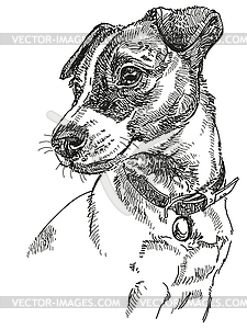 Jack Russel terrier - vector image