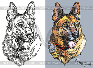 German shepherd in color and black and white - vector clipart