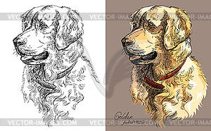 Golden retriever in color and black and white - vector clipart