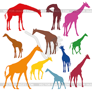 Set of colorful silhouettes of giraffes - vector image