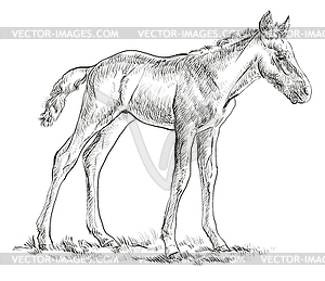 Foal hand drawing - vector image