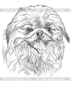 Portrait of Pekingese dog - vector image