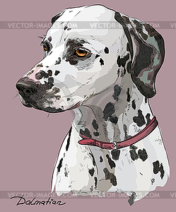 Coloful hand drawing portrait of dalmatian - vector clipart