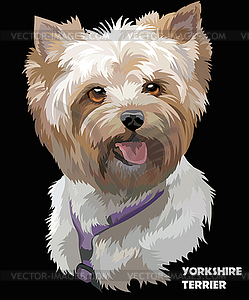 Coloful portrait of Yorkshire Terrier - vector clipart