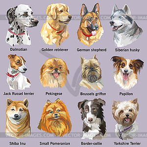 Set of portraits of dog breeds - vector image
