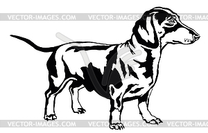 Decorative standing portrait of dog dachshund, - vector clipart