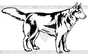 Декоративный портрет собаки сибирский - изображение в векторе / векторный клипарт