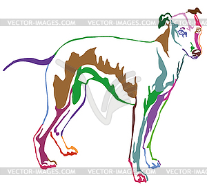 Decorative standing portrait of dog Whippet, - vector clipart