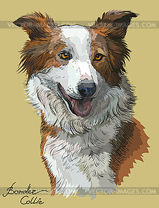 Border collie red color - vector image