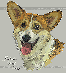 Pembroke Welsh Corgi,colorful hand drawing portrait - vector image