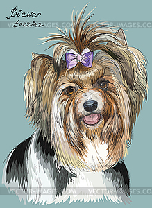 Colorful hand drawing portrait of Biewer terrier - vector image