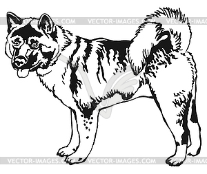 Decorative standing portrait of American akita - vector clip art