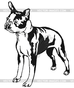 Decorative standing portrait of boston terrier - vector image