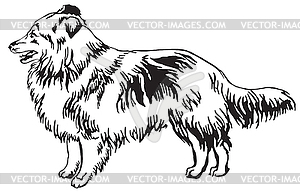 Decorative standing portrait of dog Sheltie - vector clipart