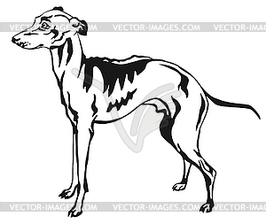 Decorative standing portrait of Italian Greyhound - white & black vector clipart