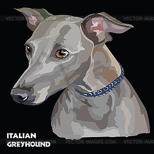 Italian Greyhound colorful portrait - vector clipart