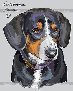 Entlebucher Mountain Dog colorful hand drawing - vector clipart