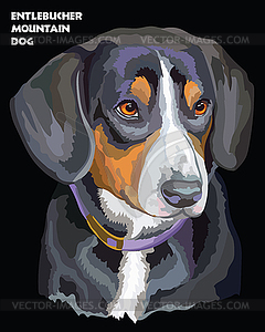 Entlebucher Mountain Dog colorful portrait - vector image