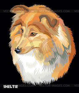 Sheltie colorful portrait - vector EPS clipart