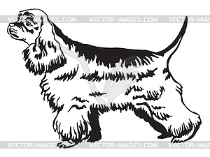 Decorative standing portrait of American Cocker - vector clipart / vector image