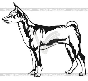 Decorative standing portrait of Basenji - vector image