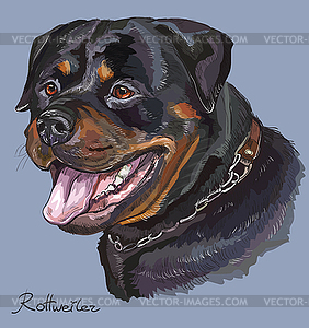 Rottweiler colorful hand drawing portrait - vector clipart