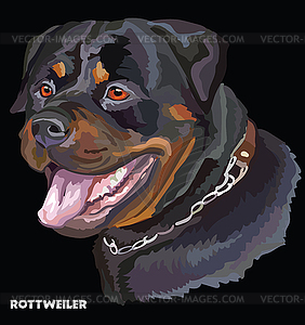 Rottweiler colorful portrait - vector clip art