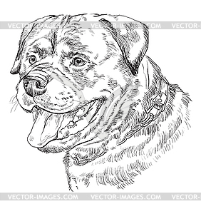 Rottweiler hand drawing portrait - vector clipart / vector image