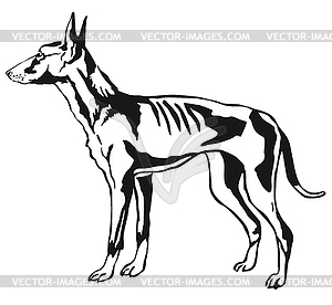 Decorative standing portrait of Podenco Ibicenco do - vector clip art