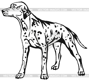 Decorative standing portrait of dog Dalmatian - vector image