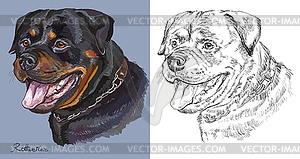 Rottweiler. colorful and monochrome hand drawing - royalty-free vector clipart