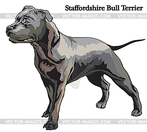 staffordshire bull terrier