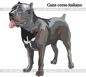 Cane corso italiano - vector image