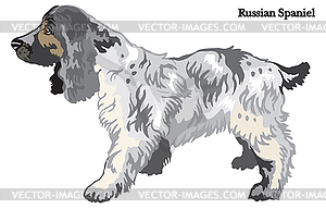 Russian Spaniel - royalty-free vector image