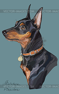 Miniature Pinscher colorful hand drawing portrait - vector image