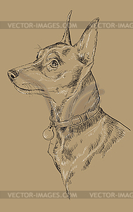 Monochrome Miniature Pinscher hand drawing portrait - vector clip art