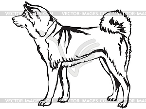 Decorative standing portrait of Akita Inu - vector clipart