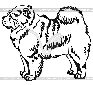 Decorative standing portrait of Chow Chow - vector clipart