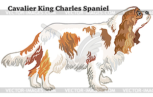 Colored decorative standing portrait of dog Cavalie - vector EPS clipart