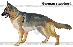 Colored decorative standing portrait of dog german - vector image