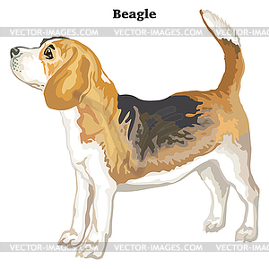 Colored decorative standing portrait of beagle - vector clipart