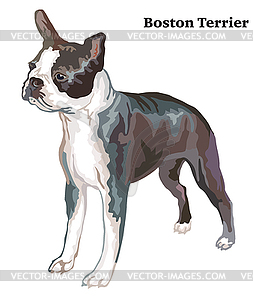 Colored decorative standing portrait of boston - vector image